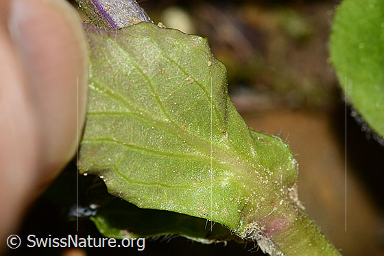 Foto: Kriechender Günsel (Ajuga reptans). Stängelblatt. Blattunterseite.