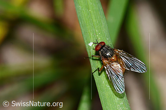 Foto: Wahrscheinlich Phaonia subventa (Echte Fliege). Länge 7mm. Männchen. Ansicht von seitlich oben.