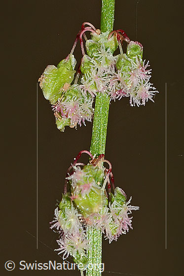 Photo: Rumex acetosa. Blossoms.