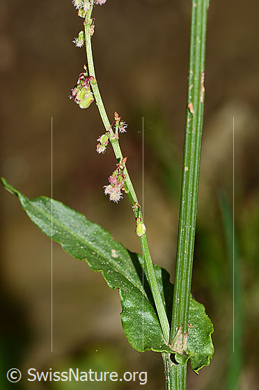 Photo: Rumex acetosa. Stem and stem leaf.