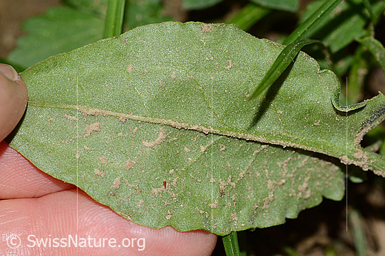 Photo: Rumex acetosa. Leaf underside.