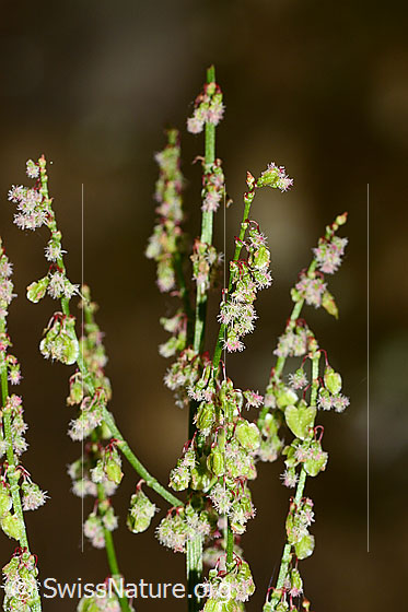 Wiesen-Sauerampfer (Rumex acetosa)