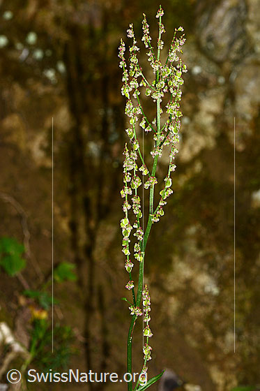 Photo: Rumex acetosa. Stems and inflorescences. Plant height: 65 cm.