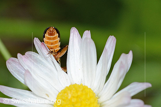 Photo: Rhagonycha fulva on Bellis perennis. Length 8mm. Rear body View from below. 