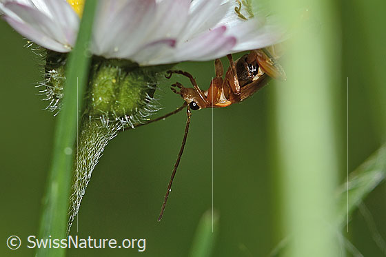Foto: Rotgelber Weichkäfer (Rhagonycha fulva) an Gänseblümchen (Bellis perennis). Länge 8mm. Kopf und Vorderkörper. Ansicht von der Seite.