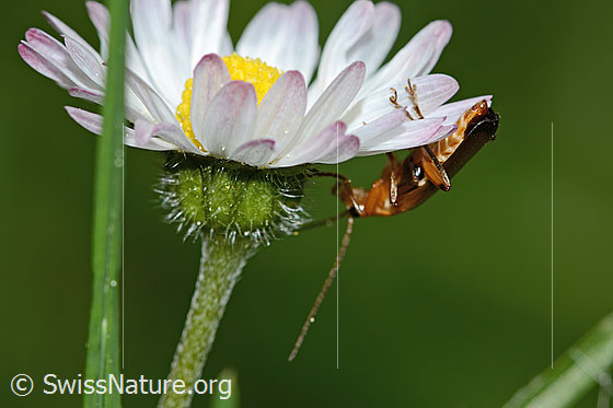 Photo: Rhagonycha fulva on Bellis perennis. Length 8mm. View from the side.