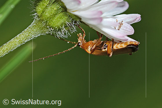 Photo: Rhagonycha fulva on Bellis perennis. Length 8mm. View from the side.