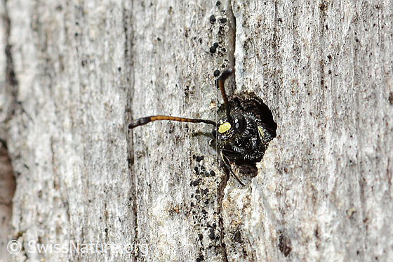 Foto: Gemeine Keulenwespe (Sapyga clavicornis). Länge 10mm. Männchen. Die Keulenwespe blickt aus einem runden Loch in einem Pfahl. Ansicht von vorne.