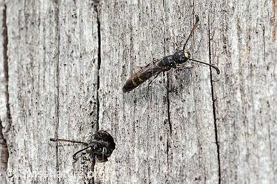 Foto: Gemeine Keulenwespen (Sapyga clavicornis). Länge 10mm. Männchen. Ansicht von oben.