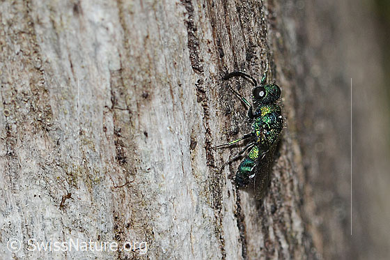 Chrysis iris (Goldwespe)