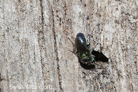 Foto: Wahrscheinlich Chrysis iris (Goldwespe). Länge 7mm. Weibchen. Ansicht von hinten oben.