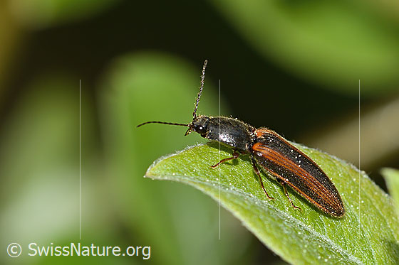 Foto: Gebänderter Schnellkäfer (Athous vittatus). Länge 12mm. Ansicht von seitlich oben.