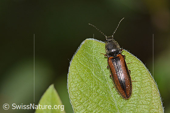 Photo: Athous vittatus. Length 12mm. View from above.