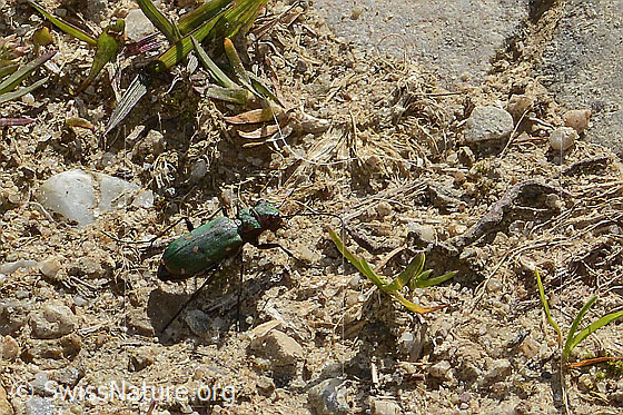 Foto: Feld-Sandlaufkäfer (Cicindela campestris). Ansicht von seitlich oben.
