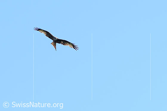 Photo: Milvus milvus in flight. View from below and in front.