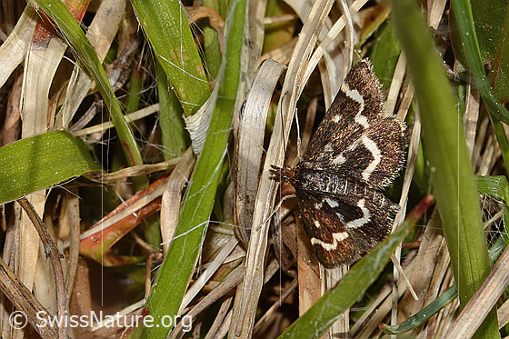 Foto: Pyrausta nigrata (Rüsselzünsler). Flügel geöffnet. Ansicht von oben.