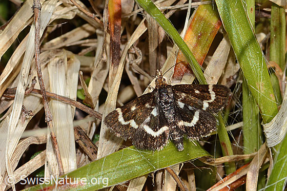 Foto: Pyrausta nigrata (Rüsselzünsler). Flügel geöffnet. Ansicht von oben.
