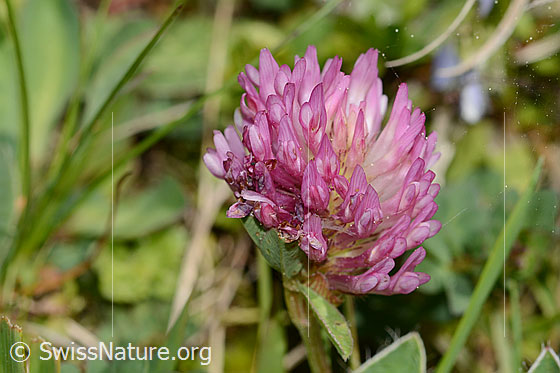 Foto: Rot-Klee (Trifolium pratense). Blüte. Ansicht von der Seite.