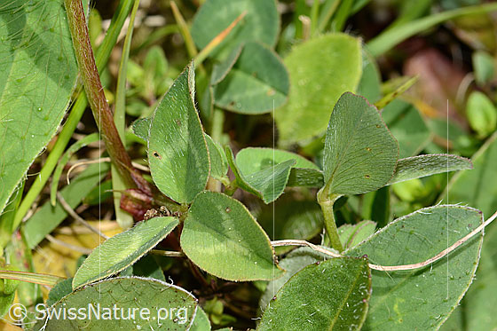 Foto: Rot-Klee (Trifolium pratense). Stängel und Blätter.