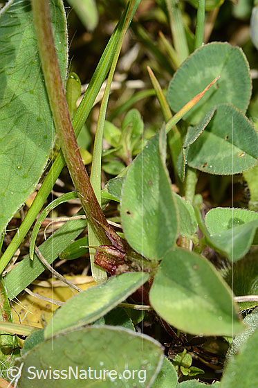 Foto: Rot-Klee (Trifolium pratense). Stängel und Blätter.