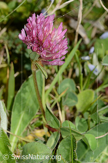 Foto: Rot-Klee (Trifolium pratense). Ganze Pflanze (Habitus). Höhe: 6.5cm.