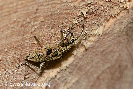 Foto: Schwarzfleckiger Zangenbock (Rhagium mordax). Ansicht von seitlich oben. Länge: 19mm.