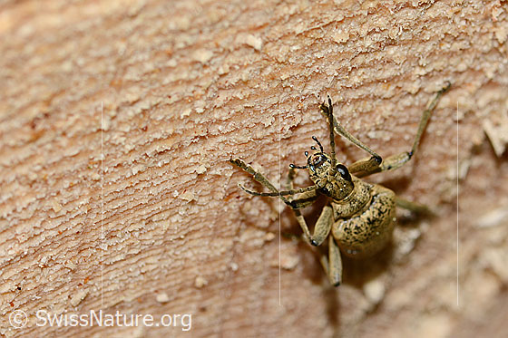 Foto: Schwarzfleckiger Zangenbock (Rhagium mordax). Ansicht von vorne. Länge: 19mm.