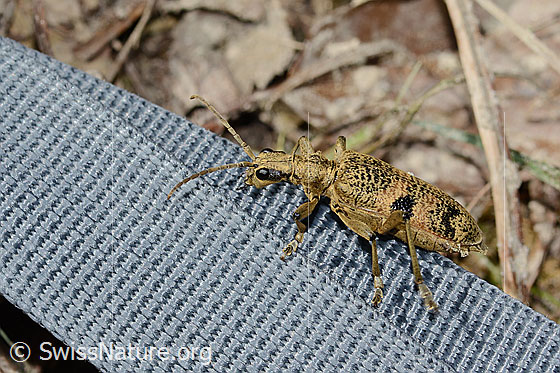 Foto: Schwarzfleckiger Zangenbock (Rhagium mordax). Ansicht von schräg oben.