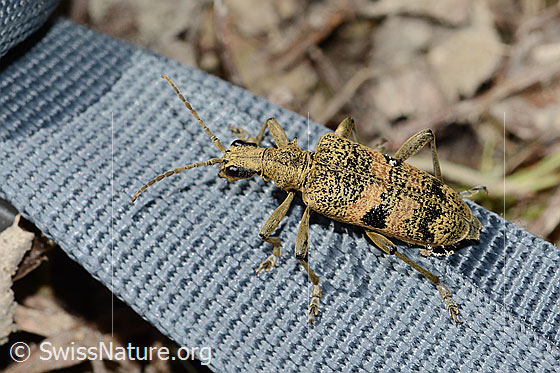 Foto: Schwarzfleckiger Zangenbock (Rhagium mordax). Ansicht von schräg oben.
