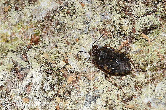 Gemeiner Hüpferling (Saldula saltatoria)
