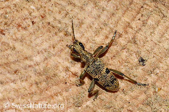 Foto: Schwarzfleckiger Zangenbock (Rhagium mordax). Ansicht von vorne oben.