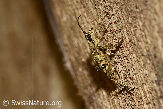 Foto: Schwarzfleckiger Zangenbock (Rhagium mordax). Ansicht von der Seite.
