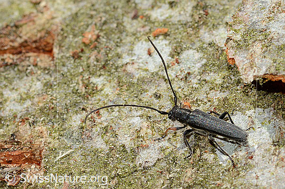 Foto: Zylindrischer Walzenhalsbock (Phytoecia cylindrica). Länge: 14mm. Ansicht von schräg oben.