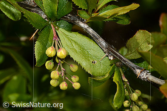 Foto: Gewöhnliche Berberitze (Berberis vulgaris). Alias: Gemeine Berberitze, Sauerdorn, Essigbeere, Echte Berberitze. Geschlossene Blüten, Blätter, Ästchen und Dornen.