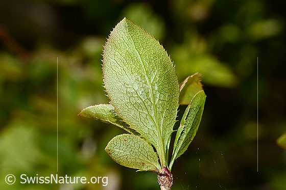 Photo: Berberis vulgaris. Leaf underside.