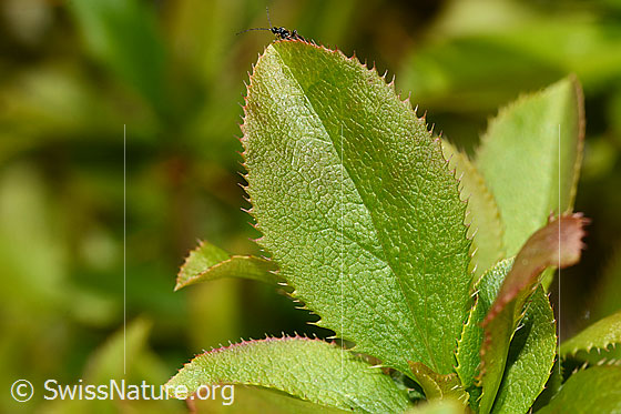 Photo: Berberis vulgaris. Leaf top.
