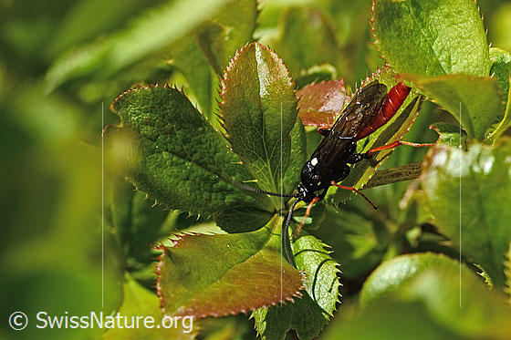 Photo: Probably Amblyjoppa fuscipennis on Berberis vulgaris. Length 15mm. Male. View from the front top side.
