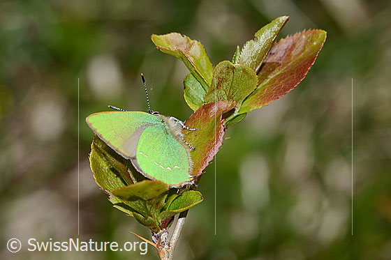 Photo: Callophrys rubi on Berberis vulgaris. Wings closed. View from side back.