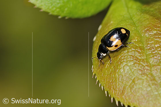 Foto: Alpen-Marienkäfer (Ceratomegilla alpina) auf Gewöhnliche Berberitze (Berberis vulgaris). Länge 4mm. Wird auch Hippodamia alpina genannt. Ansicht von der Seite.