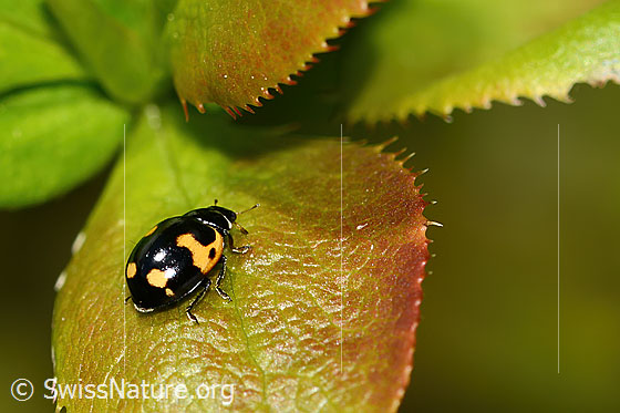 Photo: Ceratomegilla alpina on Berberis vulgaris. Length 4mm. View from behind top.