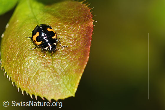 Photo: Ceratomegilla alpina on Berberis vulgaris. Length 4mm. View from top front.