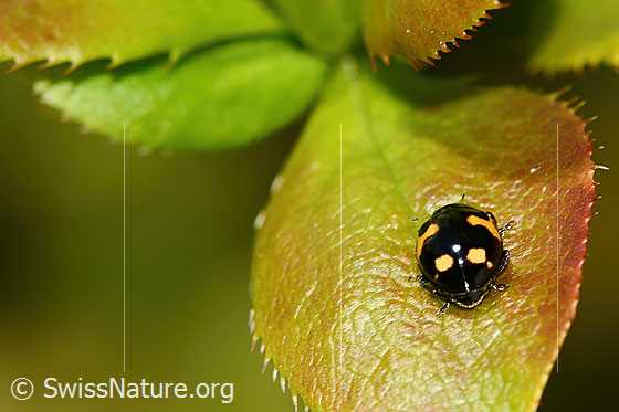 Photo: Ceratomegilla alpina on Berberis vulgaris. Length 4mm. View from behind.