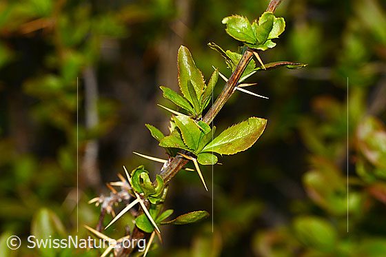 Foto: Gewöhnliche Berberitze (Berberis vulgaris). Ästchen, Blätter und Dornen.