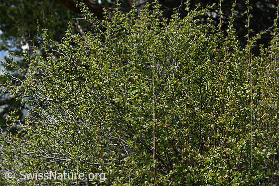 Photo: Berberis vulgaris. Shrub.