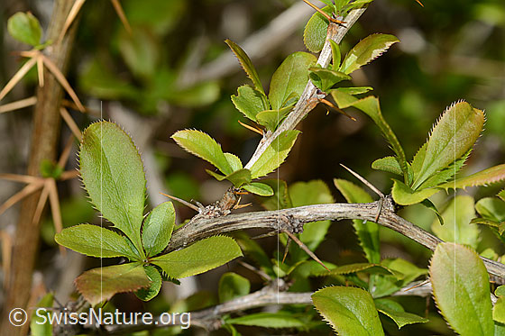 Foto: Gewöhnliche Berberitze (Berberis vulgaris). Ästchen mit Dornen und Blättern.