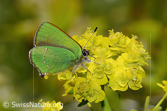 Photo: Callophrys rubi on Euphorbia cyparissias. Wings closed. View from the side.
