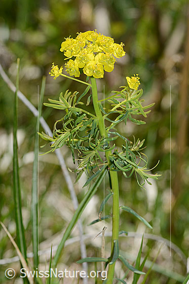 Foto: Zypressen-Wolfsmilch (Euphorbia cyparissias). Ganze Pflanze (Habitus).