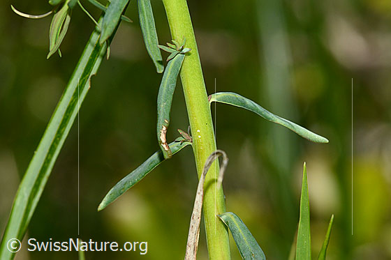 Photo: Euphorbia cyparissias. Stem and leaves.