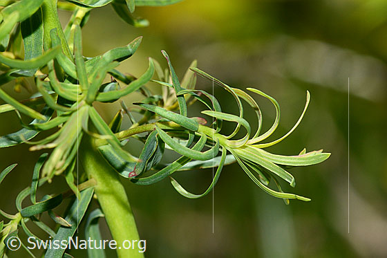 Photo: Euphorbia cyparissias. Leaves.