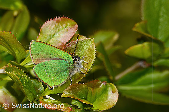 Photo: Callophrys rubi on Berberis vulgaris. Wings closed. View from the side.